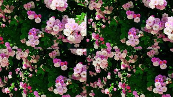生态春天美丽刺蘼蔷薇花花朵花海自然风景