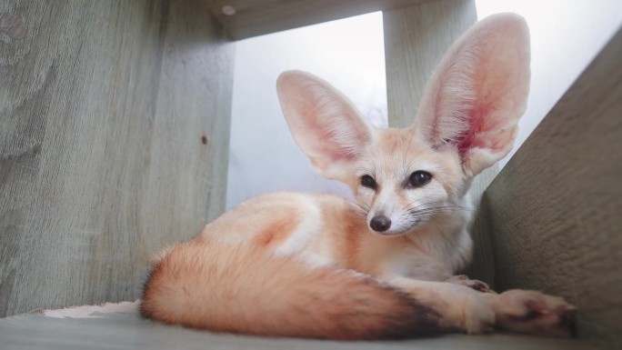 耳廓狐或沙漠狐保护动物实拍素材