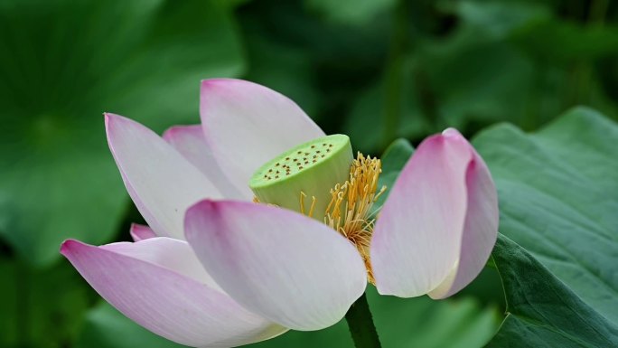 荷花特写