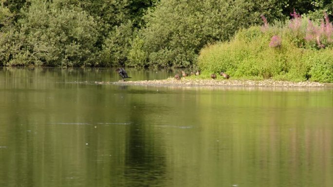 一只大鸬鹚和鸭子在自然保护区的斯巴达姆池湖上清理自己，向西看湖