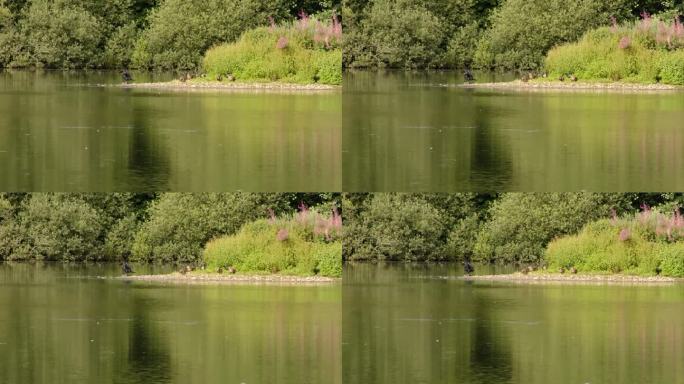 一只大鸬鹚和鸭子在自然保护区的斯巴达姆池湖上清理自己，向西看湖