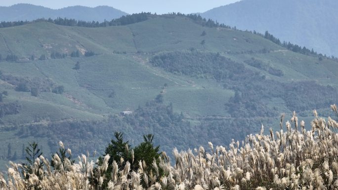 浙江会稽山东白山高山草甸芦花秋天茶山茶园