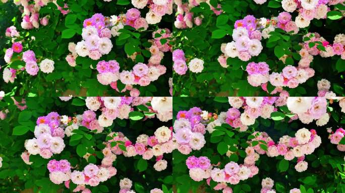 生态春天美丽刺蘼蔷薇花花朵花海自然风景