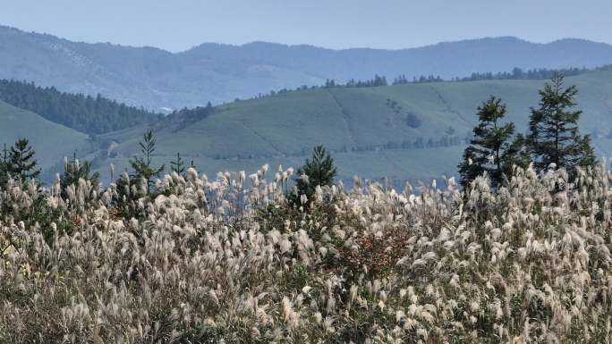 浙江会稽山东白山高山草甸芦花茶山茶园茶场