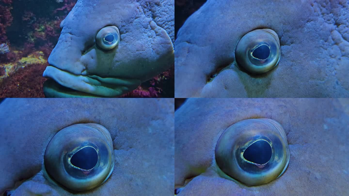 大石斑鱼眼睛的特写