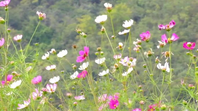 在风中摇曳的格桑花