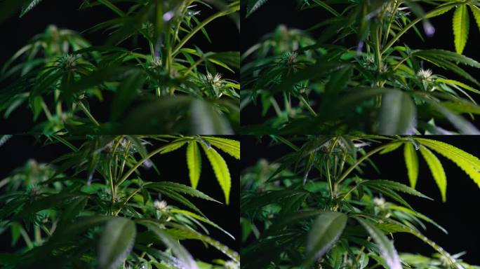 Sativa大麻植物特写。印度栅格化草本大麻叶宏