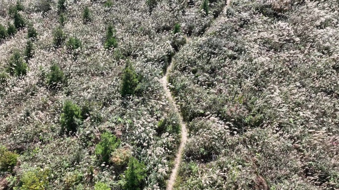 浙江会稽山东白山秋天高山草甸白色芦花山路