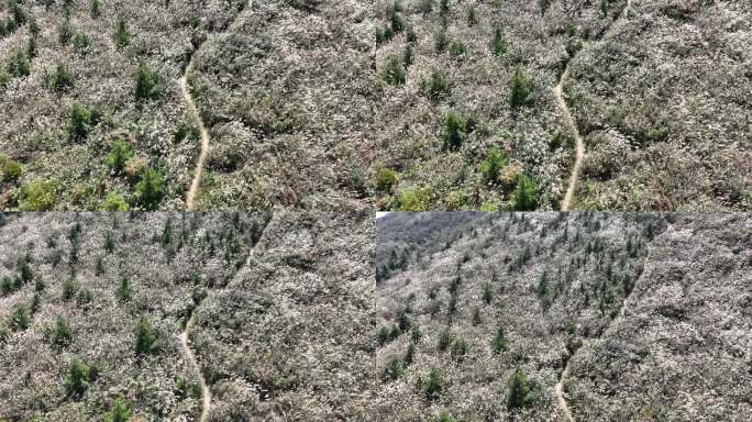 浙江会稽山东白山秋天高山草甸白色芦花山路