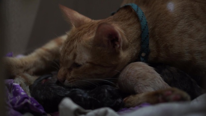 泰国品种的猫分娩生育哺乳野猫