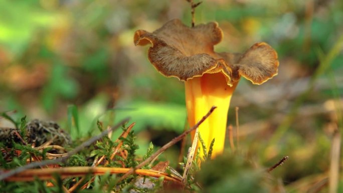 秋天的蘑菇在森林里阳光在森林里。在森林里采蘑菇。软选择聚焦