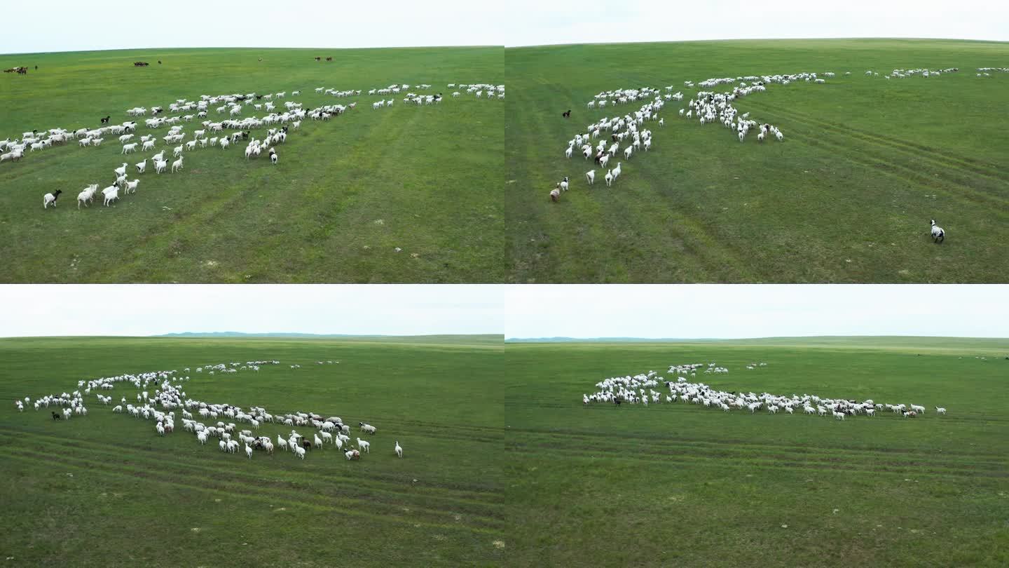 航拍草原上散养的牛羊群