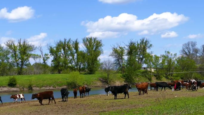 牛在牧场上吃奶肉