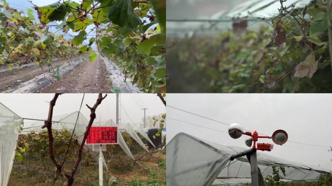 4K-葡萄避雨栽培