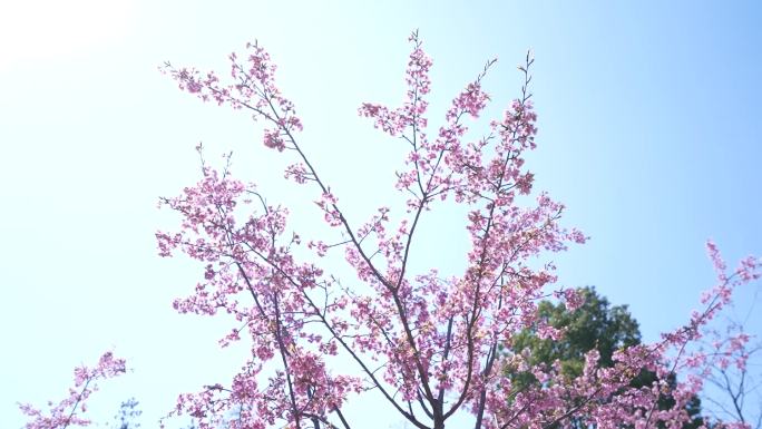 上海顾村公园樱花盛开鲜花行人散步观赏粉色