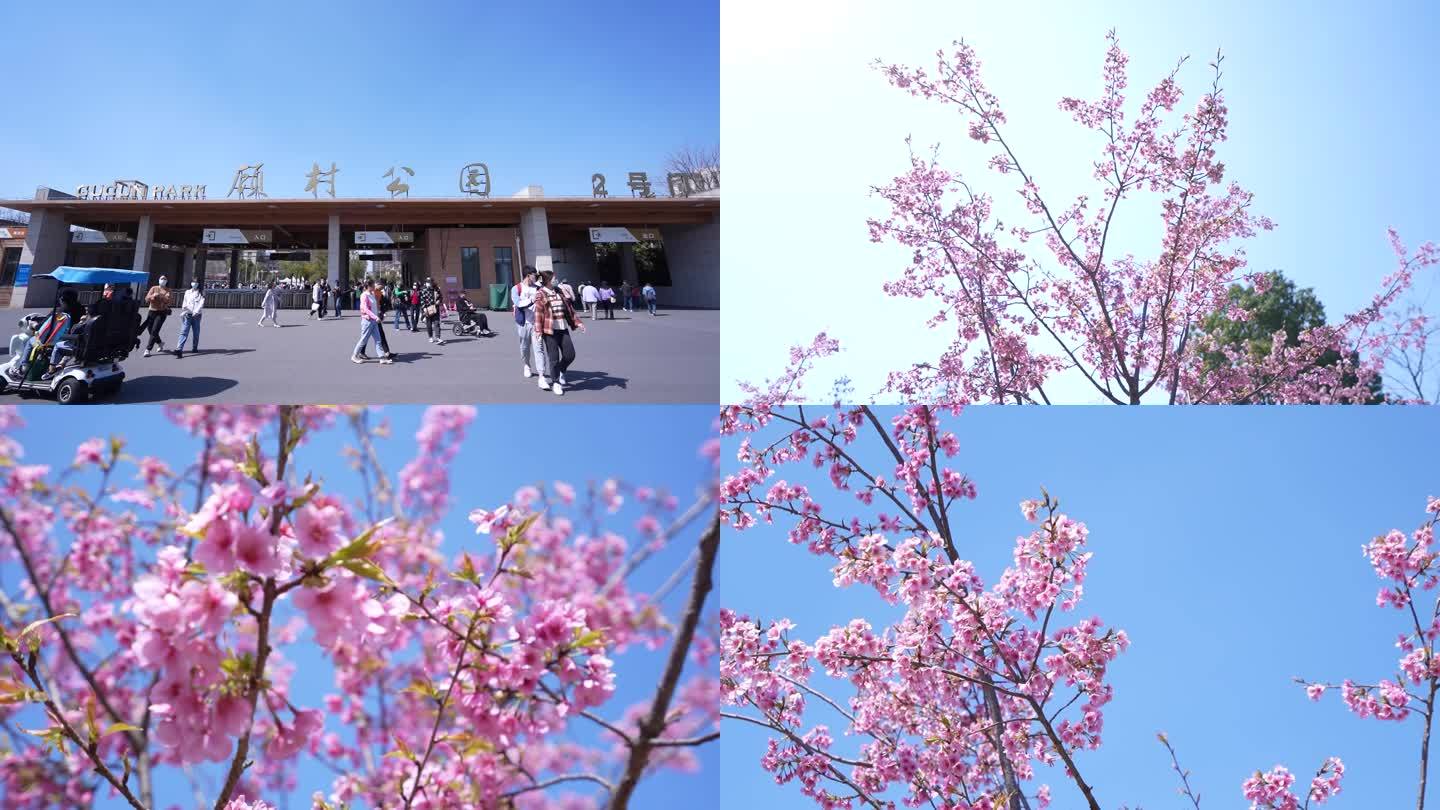 上海顾村公园蓝天鲜艳樱花盛开行人散步观赏