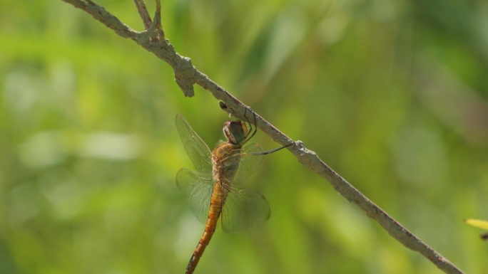 在一个阳光明媚的日子里，一只蜻蜓垂直地依附在花园里的一根植物树枝上