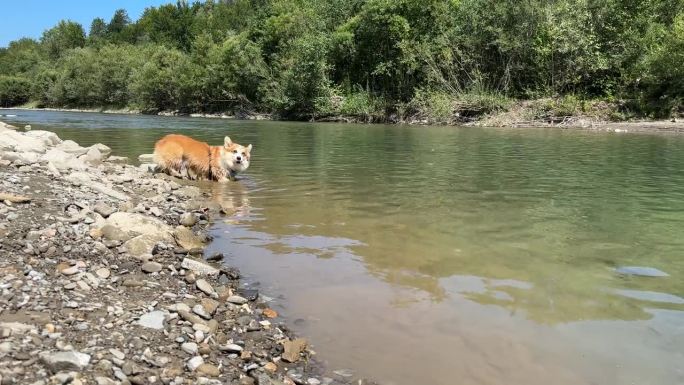 柯基这只狗笨拙地试图从山间的河流中倒退出来