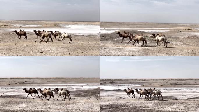 戈壁滩 骆驼奔跑