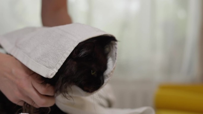 男人洗完衣服用毛巾擦湿猫。