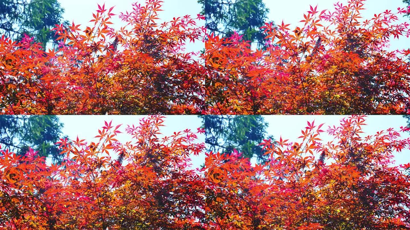 秋天阳光红叶五角枫红枫鸡爪槭枫叶枫树