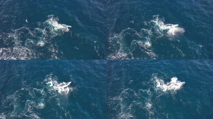 侧躺着的座头鲸把长长的胸鳍举到空中，然后砰地一声摔回水面。——空中