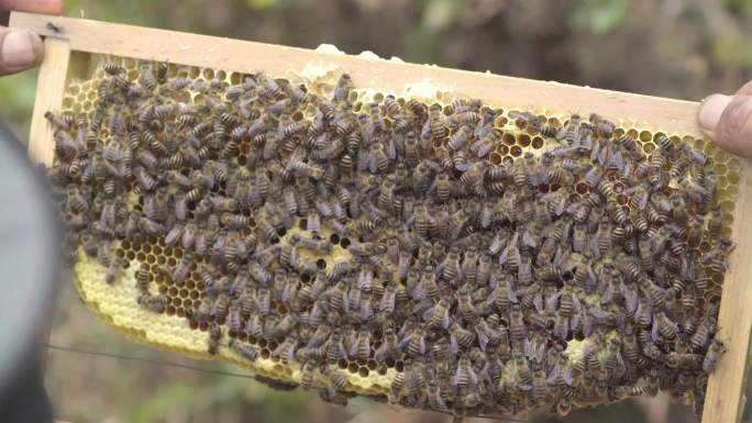4k自然养蜂人检查蜂箱