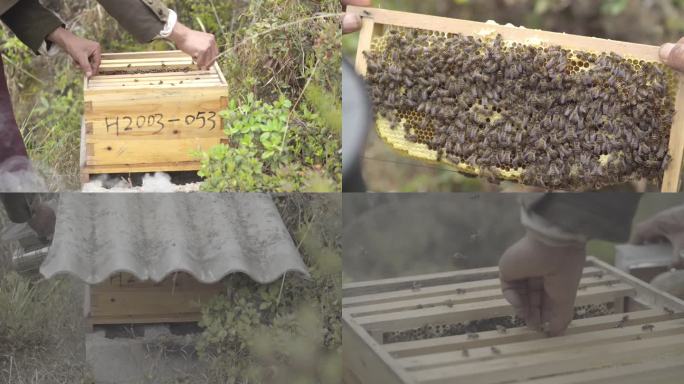 4k自然养蜂人检查蜂箱