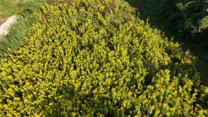 秋天实拍农村荒地大面积加拿大一枝黄花