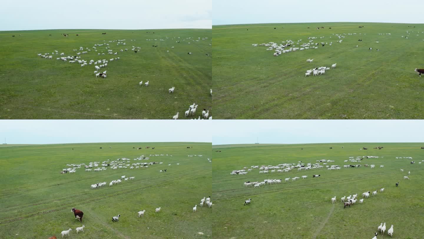 航拍草原上散养的羊群