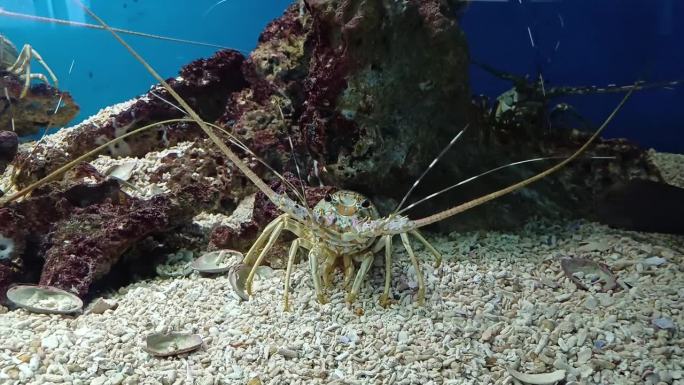 越南芽庄市海洋研究所水族馆里的龙虾特写。