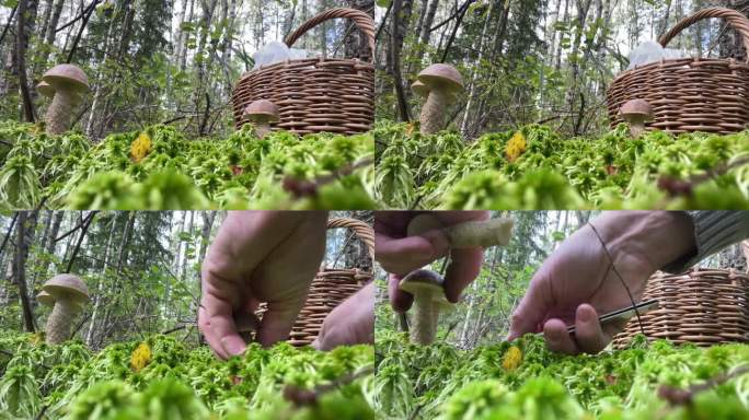 摘蘑菇的人找到了蘑菇。