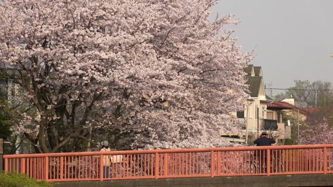 东京，日本:野川公园和武藏野公园的樱花。