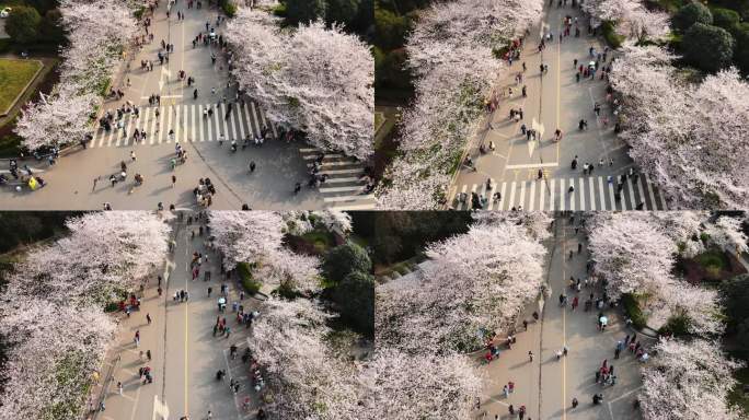 航拍春天武汉大学樱花季樱花大道赏花的人群