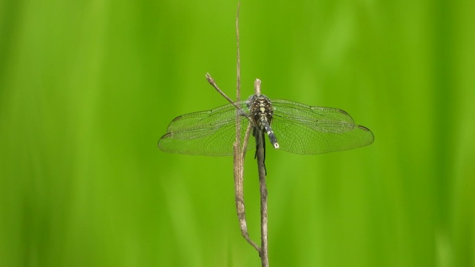 蜻蜓——绿草——稻——草。