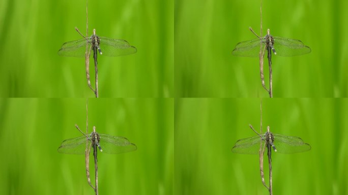 蜻蜓——绿草——稻——草。