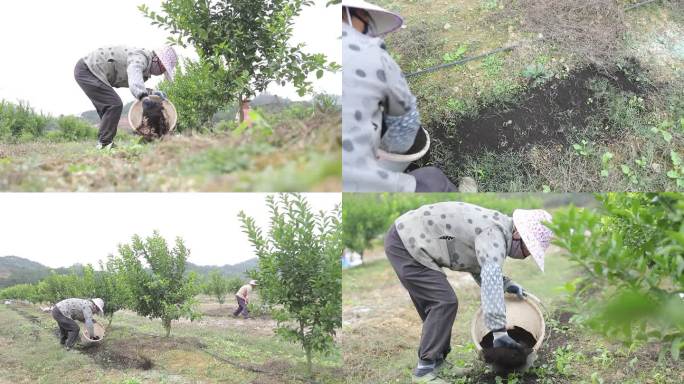 田间施肥 柑橘施肥 田间维护