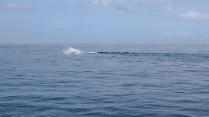 雌鲸用她的胸鳍拍打水来吸引和鼓励雄鲸繁殖。动物的自然行为