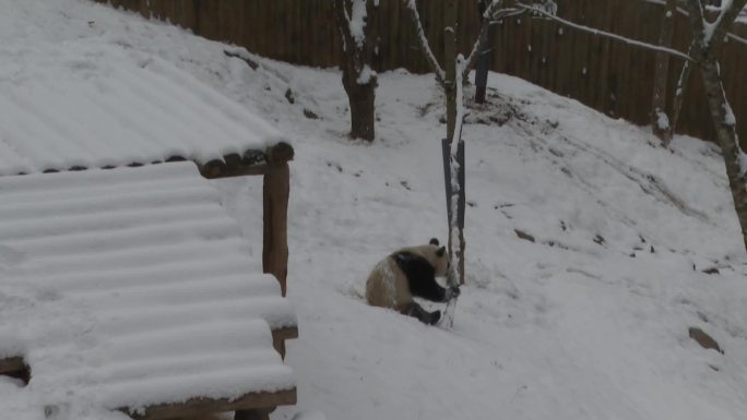 大熊猫雪中撒欢