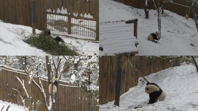 大熊猫雪中撒欢