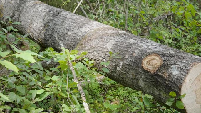 减少日志的桦树森林在爱沙尼亚