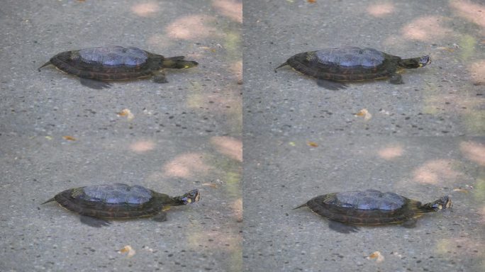 一只小海龟在海边的水里。海龟的概念