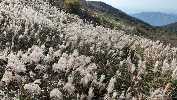 浙江会稽山东白山高山草甸芦花秋天秋风草原