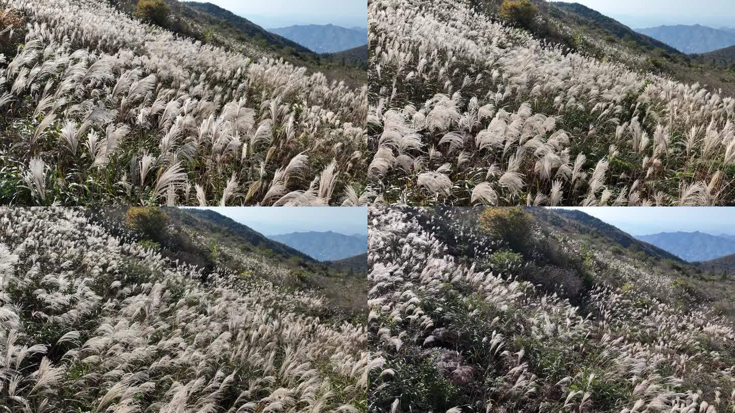 浙江会稽山东白山高山草甸芦花秋天秋风草原