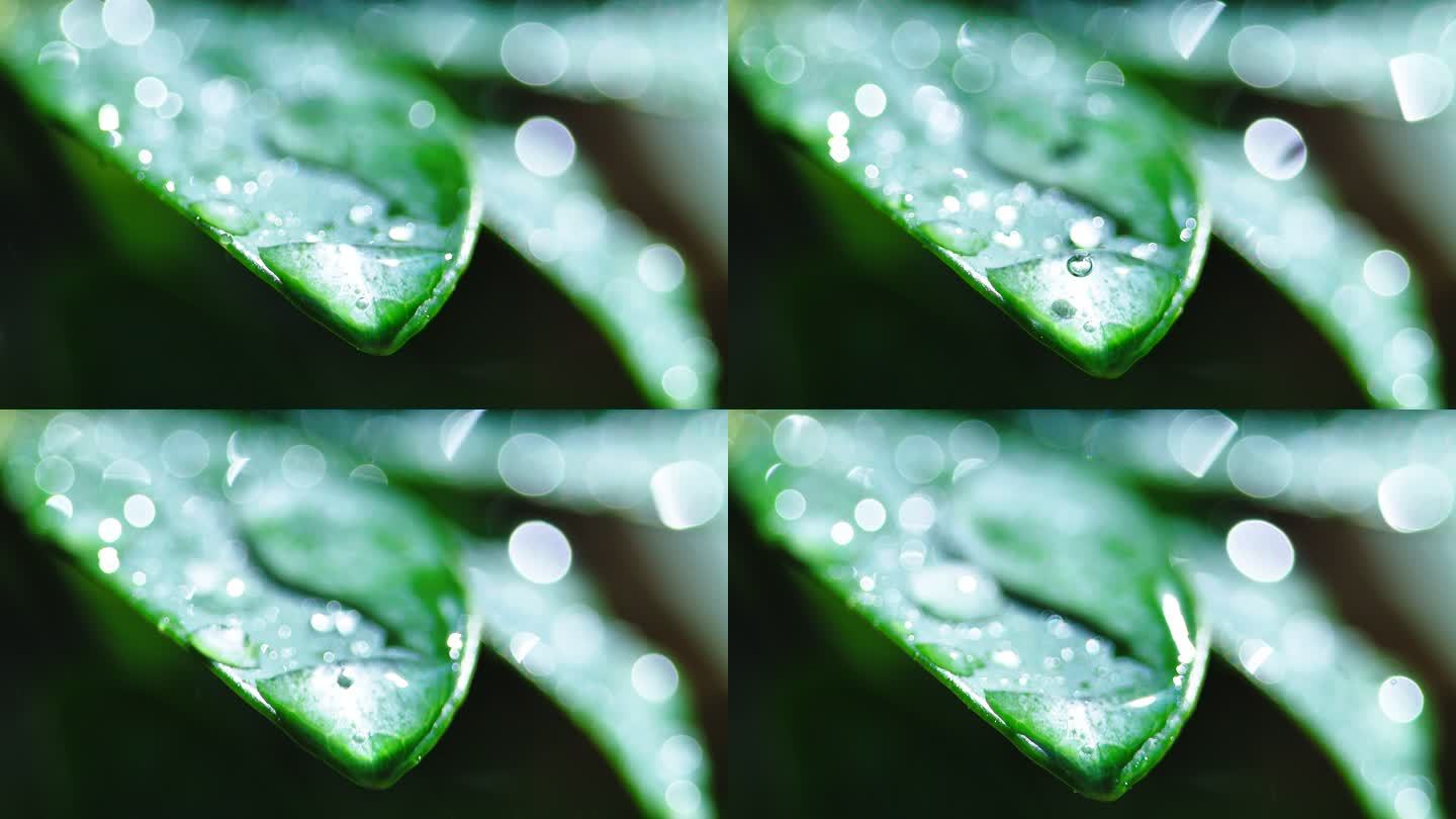 绿叶上水滴滴落