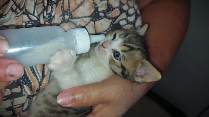 孤儿小猫要想生存，必须用奶瓶和牛奶喂养