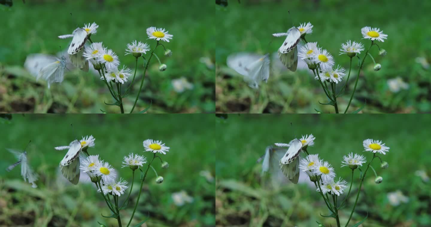 蝴蝶在花丛中飞舞