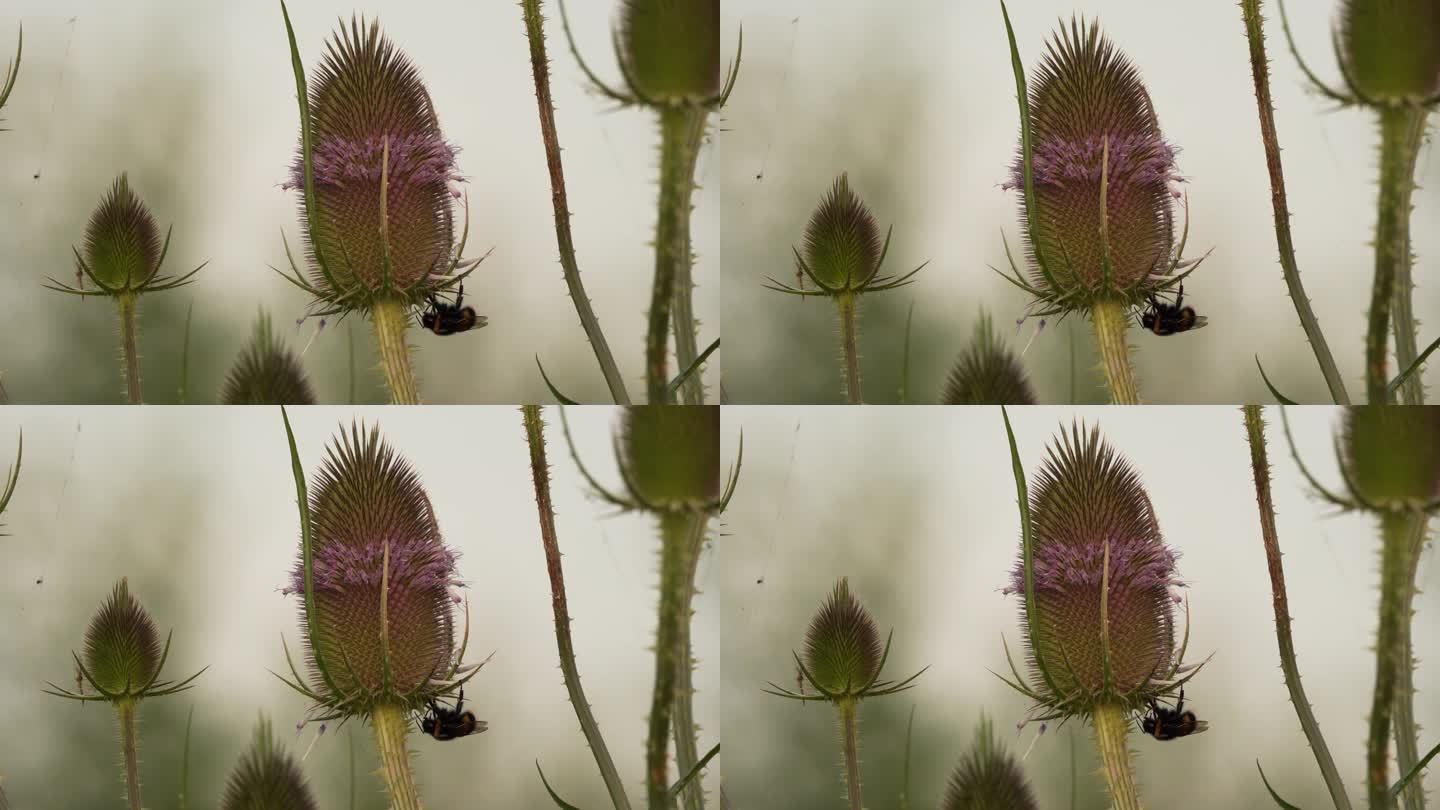 一只大黄蜂挂在一株榛花上