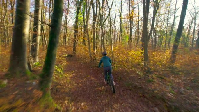 航拍:色彩缤纷的秋天森林和一位骑山地自行车的女士，她身边有一只狗