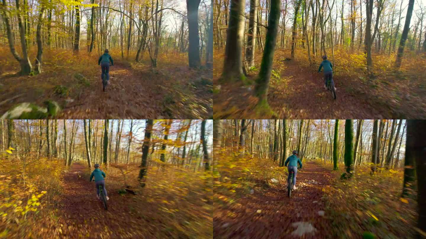 航拍:色彩缤纷的秋天森林和一位骑山地自行车的女士，她身边有一只狗